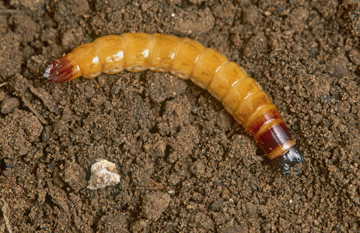 Wireworms have a distinctive form