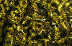 Barbula calycina (dry) (Image: UNSW Sydney)
