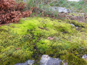 A rich community of mosses inhabiting soils and rocks in Bodo, Norway, north of the Arctic Circle (Image: UNSW Sydney)