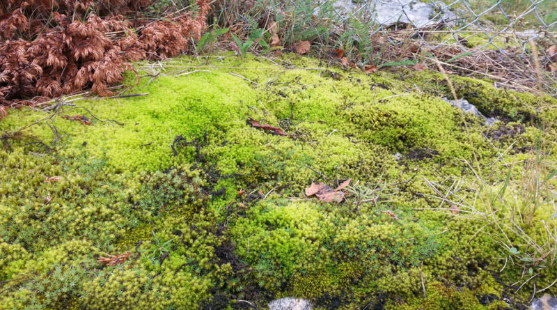 A rich community of mosses inhabiting soils and rocks in Bodo, Norway, north of the Arctic Circle (Image: UNSW Sydney)