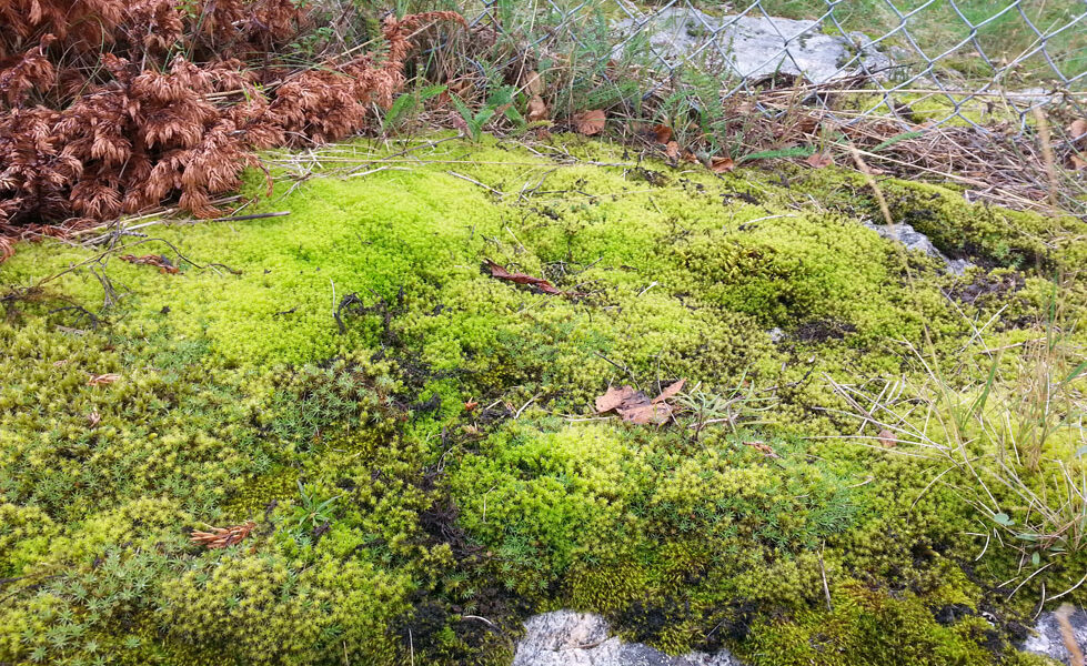 A rich community of mosses inhabiting soils and rocks in Bodo, Norway, north of the Arctic Circle (Image: UNSW Sydney)