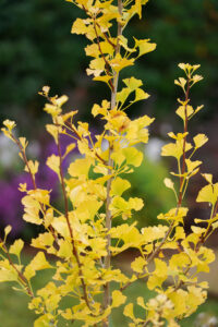 Ginkgo ‘Lemonlime Spire’ is an attractive compact Ginkgo cultivar (Image: Plants Management Australia)