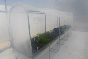 Plants growing within a new propagation facility in South Australia’s Waite Horticultural Precinct (Image: IPPS)