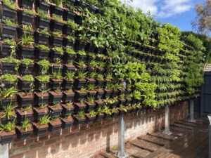 Green wall substrate chosen for its drainage capacity (Image: Michael Casey)