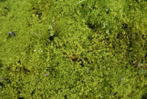 Moss from the family Pottiaceae - common soil-inhabiting mosses in deserts made up of more than 1000 species worldwide. (Image: UNSW Sydney)