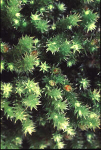 Mosses are the lifeblood of plant ecosystems (Image: UNSW Sydney)
