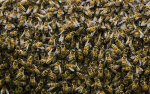 Honeybees have been managed by humans for millennia