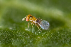 Tiny Trichogramma wasps are mass reared to control caterpillar pests