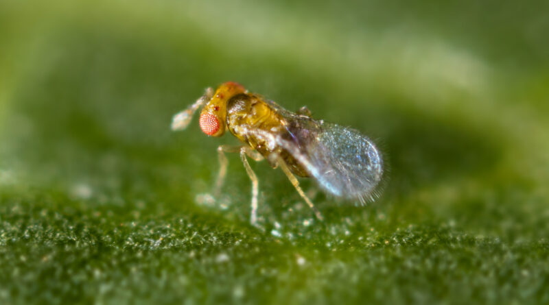 Tiny Trichogramma wasps are mass reared to control caterpillar pests