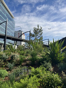 Finished product: Indigenous Garden at Sydney Airport