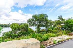 Angophora costata, Sydney Red Gum, was added to the lawn and sloped areas of the reserve to provide additional shade and protection (Image: The Landscape Association)