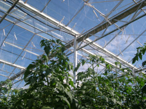 Protected cropping provides superior control of temperature, light, air flow and humidity