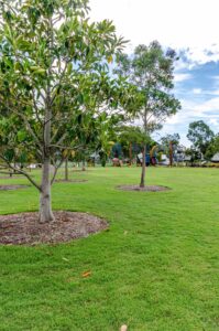 Ficus rubiginosa, Port Jackson Fig, provides additional shade for patrons on the lawn. When mature, the canopy of the Port Jackson fig is broad in habit and can reach heights of 20 metres (Image: The Landscape Association)