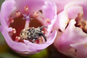 This tiny weevil is helping pollinate these Thryptomene flowers (image supplied by Denis Crawford)