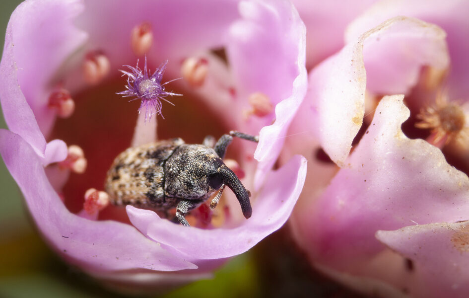 This tiny weevil is helping pollinate these Thryptomene flowers (image supplied by Denis Crawford)