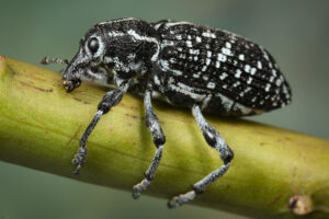 The Botany Bay weevil is one of many benign native species (image supplied by Denis Crawford)