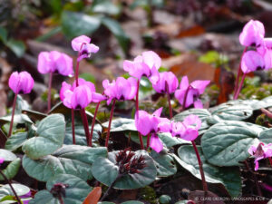 The low-growing Cyclamen coum forms gorgeous carpets during winter