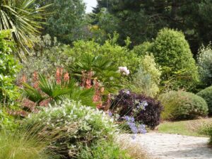 Coastal garden with pittosporums, cordylines, watsonias, hebes and agapanthus in July (French summer)