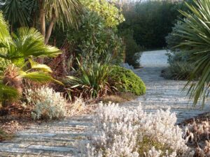 Same path with local granite pavers in January (French winter) featuring Helichrysum stoechas 'White Barn' in foreground