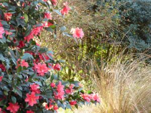 Camellia 'Freedom Bell' and Chionochloa rubra in January