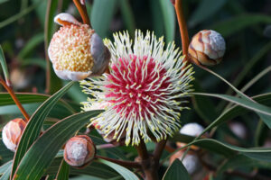 Pincushion Hakea (Hakea laurina), Austins Ferry, Tasmania, Australia (Image: J J Harrison, CC BY-SA 3.0)