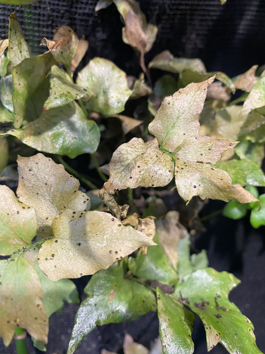Plants and insects can coexist in indoor spaces with the right mix ...