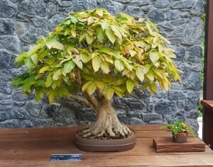 White Fig Ficus virens