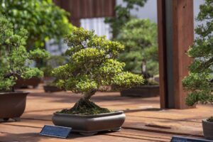 Inside the Bonsai House Gallery