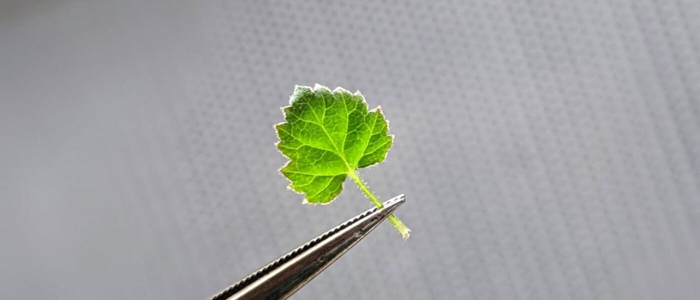The tiny leaf of a tissue-cultured raspberry (Image: Lisa Wightwick)