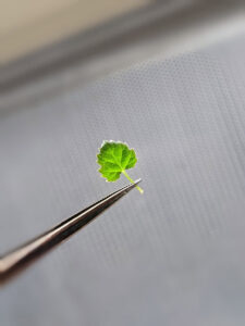 The tiny leaf of a tissue-cultured raspberry (Image: Lisa Wightwick)