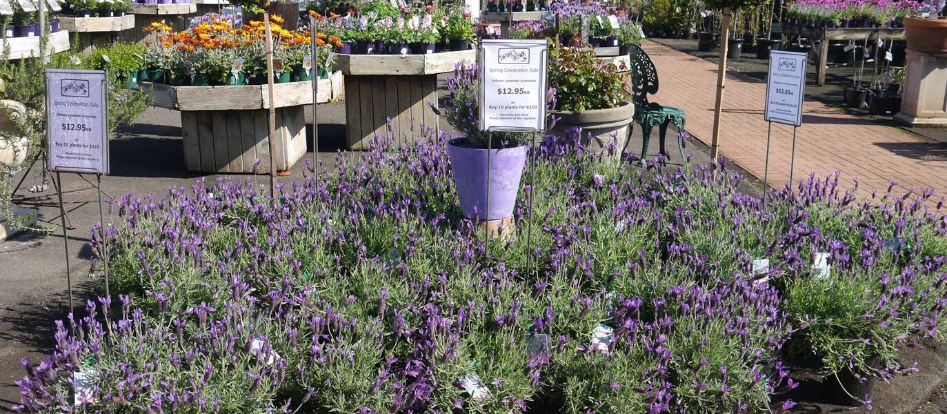 For a career in retail, it helps to have sound horticultural knowledge (Image: Karen Smith)