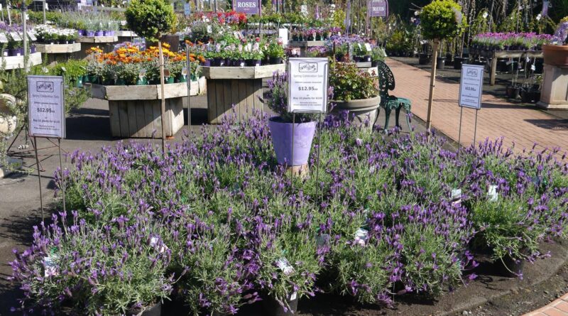 For a career in retail, it helps to have sound horticultural knowledge (Image: Karen Smith)