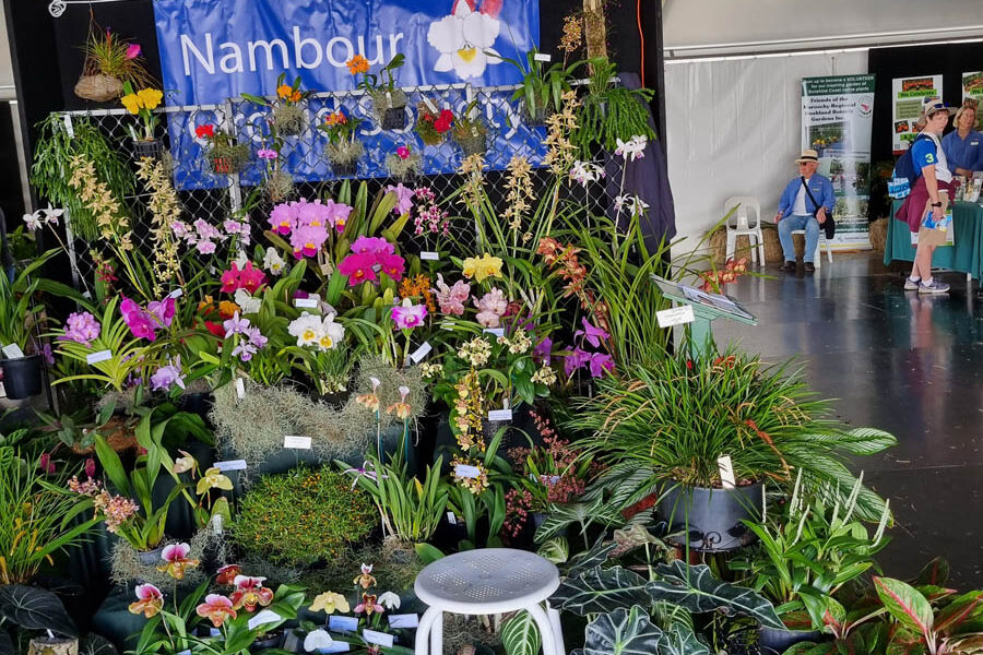 Display of the Nambour Orchid Society (Image: Patrick Regnault)