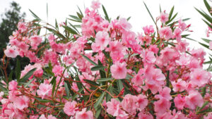 Nerium oleander (Image: Hans, Pixabay)