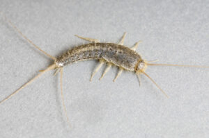 Silverfish have never had wings (images supplied by Denis Crawford)