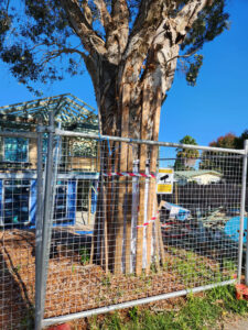 A well-protected paperbark tree (Image: Janet Hodgkiss)