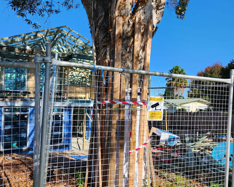 A well-protected paperbark tree (Image: Janet Hodgkiss)
