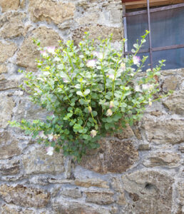 A tough plant that will pop out of wall crevices (Image: Clive Larkman)