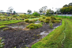 Lomandra testing in Area 1, below irrigation which ensured regular saturation and infestation with Phytophthora