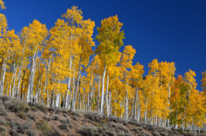Pando is a clonal quaking aspen forest and is one of the world’s oldest living plants (Image: https://www.flickr.com/photos/107640324@N05/30469976897)