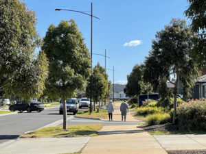 Having a double row of trees for shared paths provides shady walkways (images supplied by Remarkable Trees)