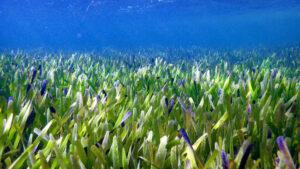 The world’s largest plant is a sea grass Posidonia australis (Image: Rachel Austin, University of Western Australia)