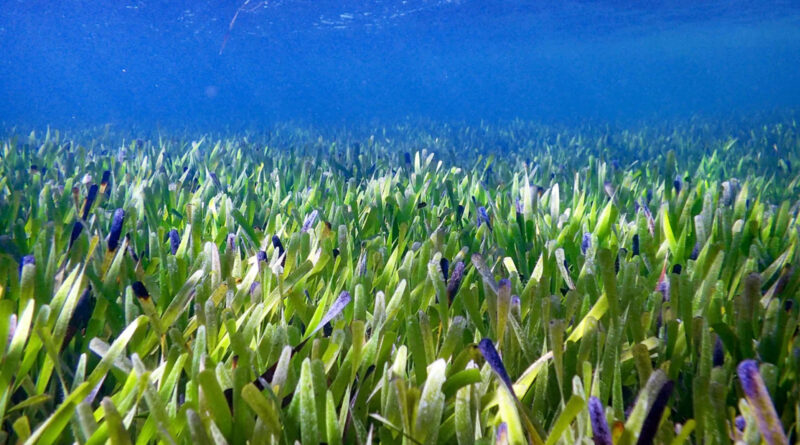 The world’s largest plant is a sea grass Posidonia australis (Image: Rachel Austin, University of Western Australia)