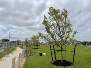 Planting larger, more established trees can be achieved with good establishment and maintenance (images supplied by Remarkable Trees)