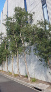 Planted in a narrow bed between a roadway and three-storey building, and over a stormwater drain, these trees seem to be surviving against the odds