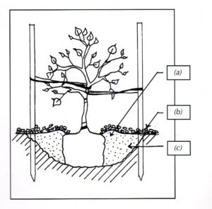 General guidelines for successful tree planting: (a) 75mm watering basin around the trunk, (b) 75mm of mulch, clear of the trunk and beyond the edge of the hole overlapping the undisturbed soil, (c) backfill with site soil (based on Craul 1992, drawn by K. Smith, Metropolitan Trees Handbook, 2003