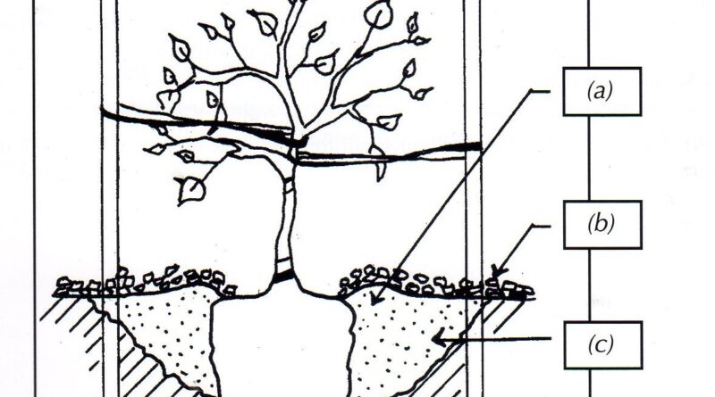 General guidelines for successful tree planting: (a) 75mm watering basin around the trunk, (b) 75mm of mulch, clear of the trunk and beyond the edge of the hole overlapping the undisturbed soil, (c) backfill with site soil (based on Craul 1992, drawn by K. Smith, Metropolitan Trees Handbook, 2003