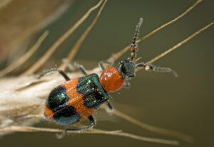 Male red and blue beetle (images supplied by Denis Crawford)