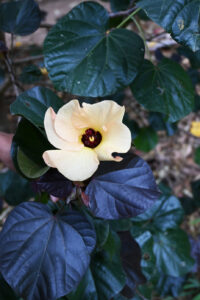 Cottonwood flower (Hibiscus tiliaceus) (Image: Dan Austin)