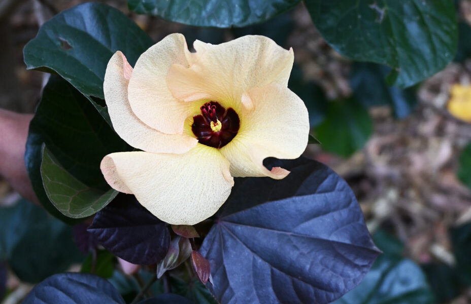 Cottonwood flower (Hibiscus tiliaceus) (Image: Dan Austin)